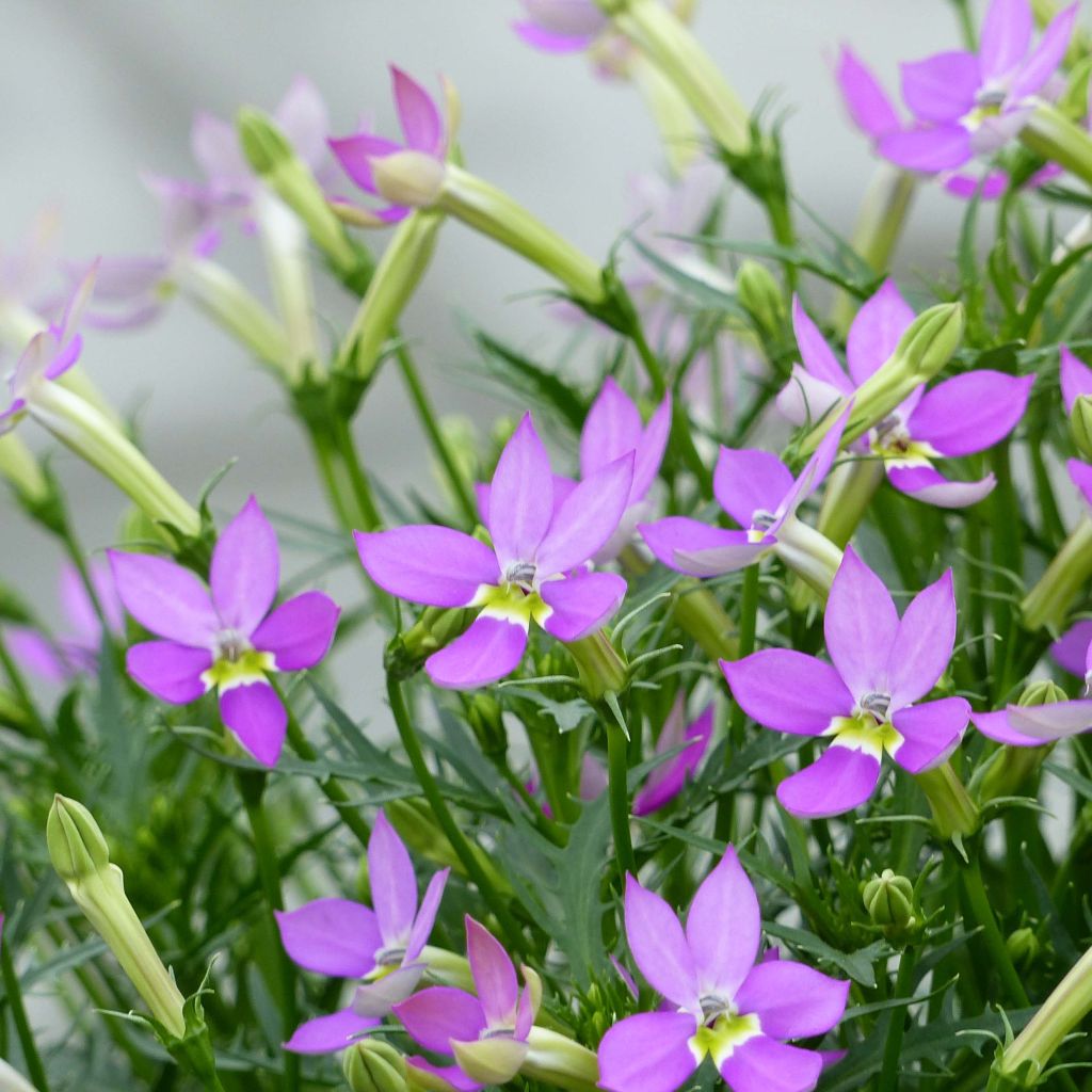 Isotoma axillaris Patti's Pink