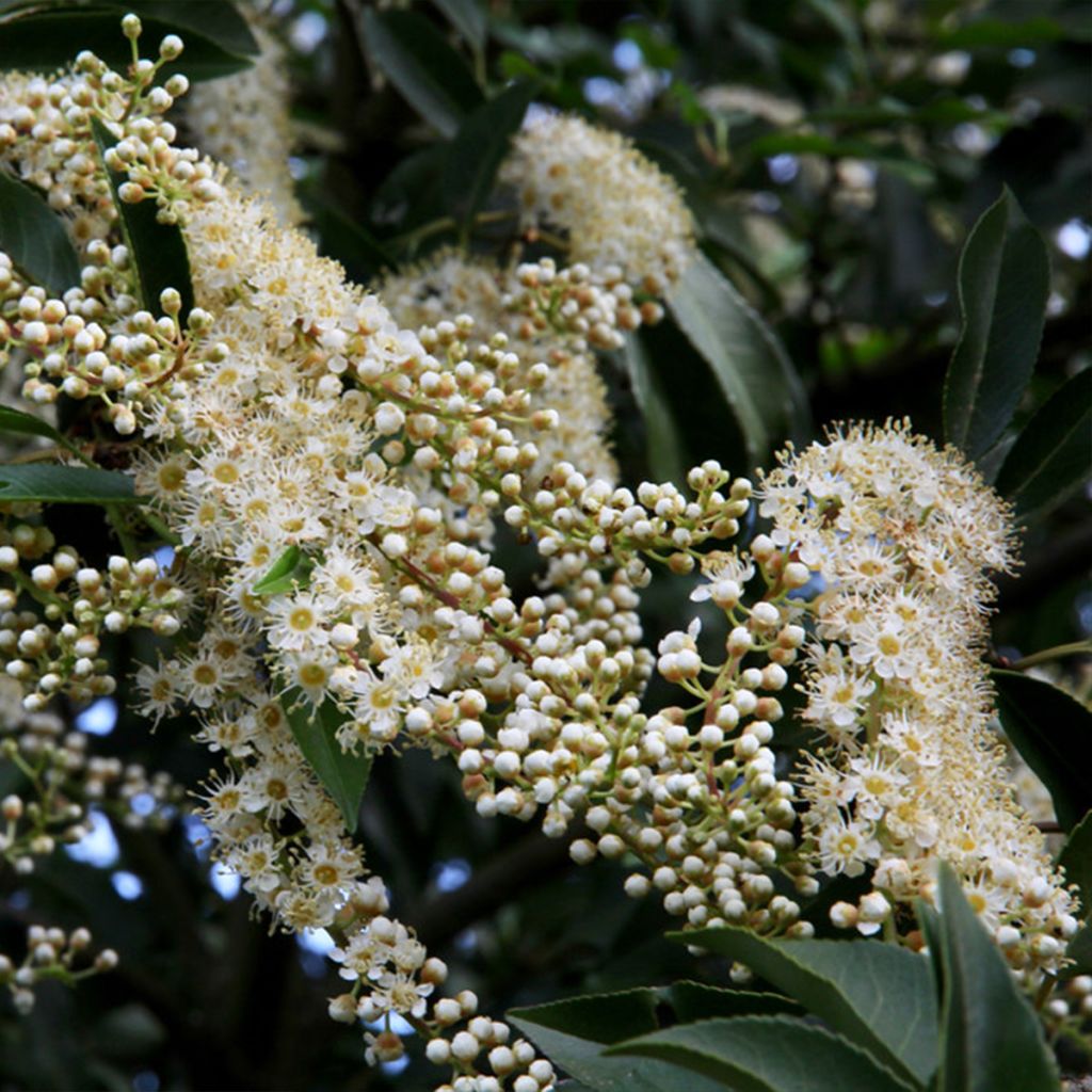 Prunus lusitanica Myrtifolia - Lauro del Portogallo