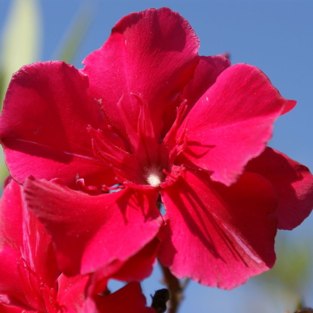 Nerium oleander Commandant Barthélemy - Oleandro