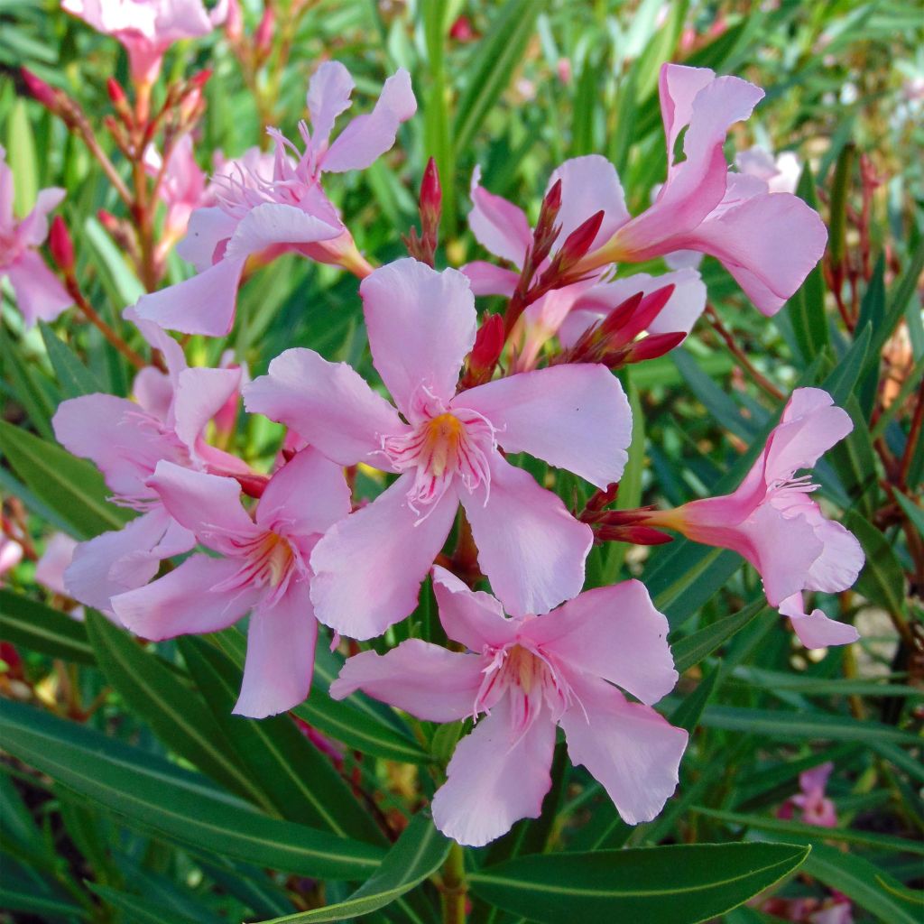 Nerium oleander Emilie - Oleandro