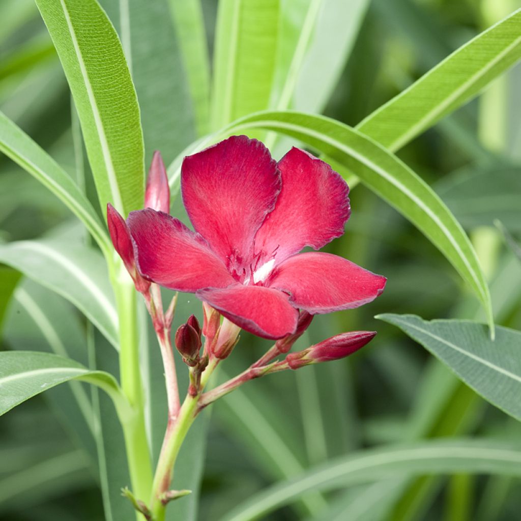 Nerium oleander Jannoch - Oleandro