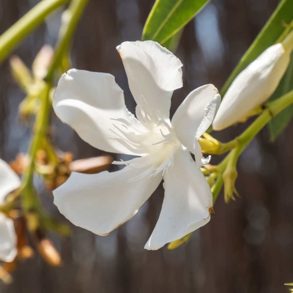 Nerium oleander White - Oleandro