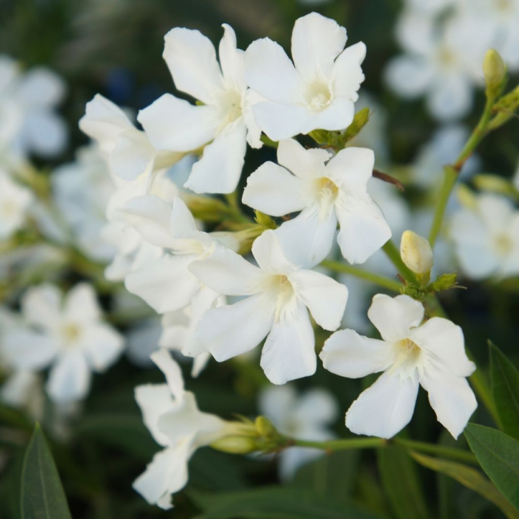 Nerium oleander White - Oleandro