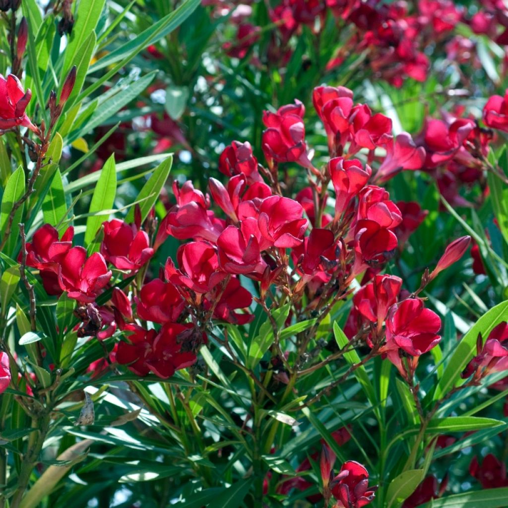 Nerium oleander Simple Red - Oleandro