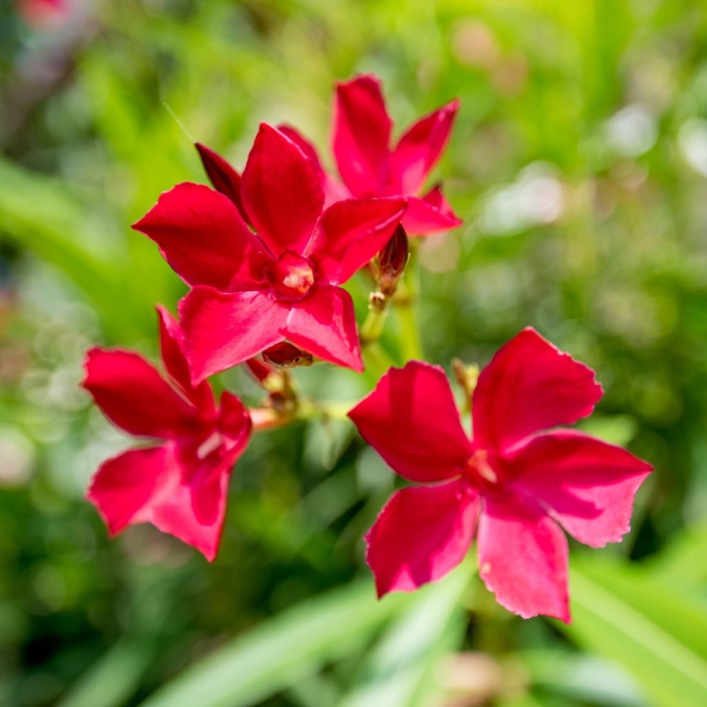 Nerium oleander Simple Red - Oleandro