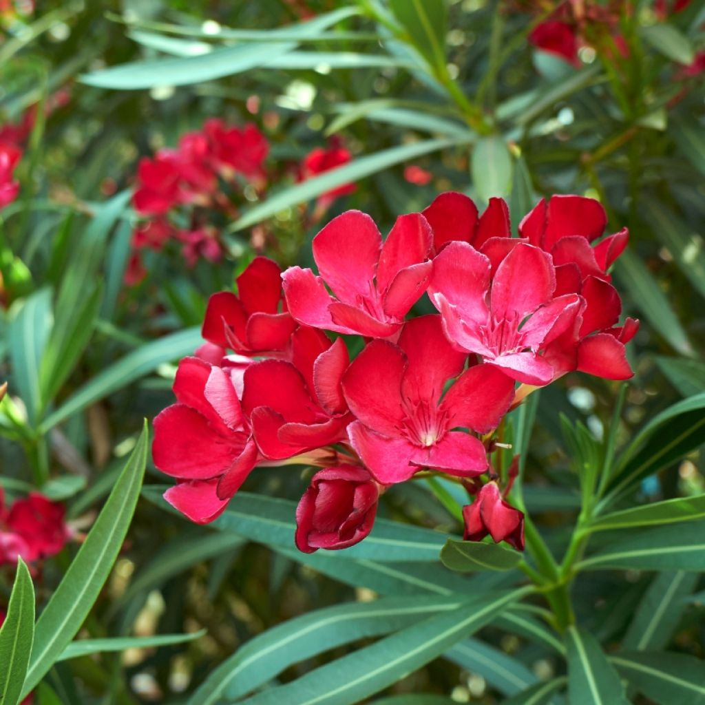 Nerium oleander Simple Red - Oleandro