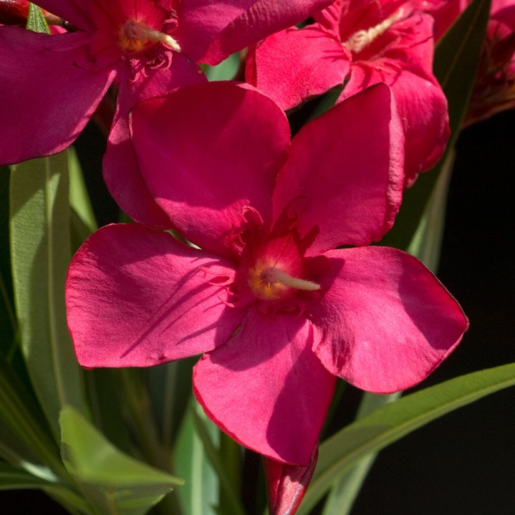 Nerium oleander Simple Red - Oleandro