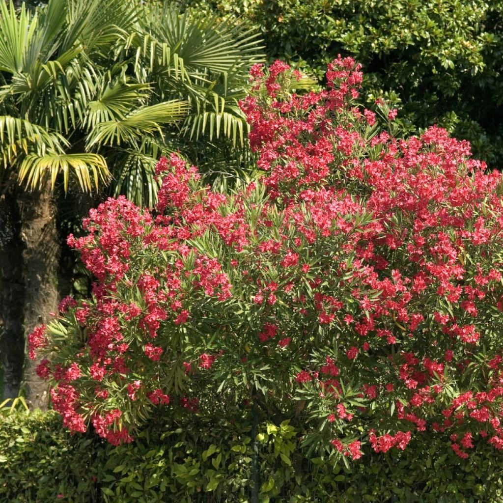 Nerium oleander Simple Red - Oleandro