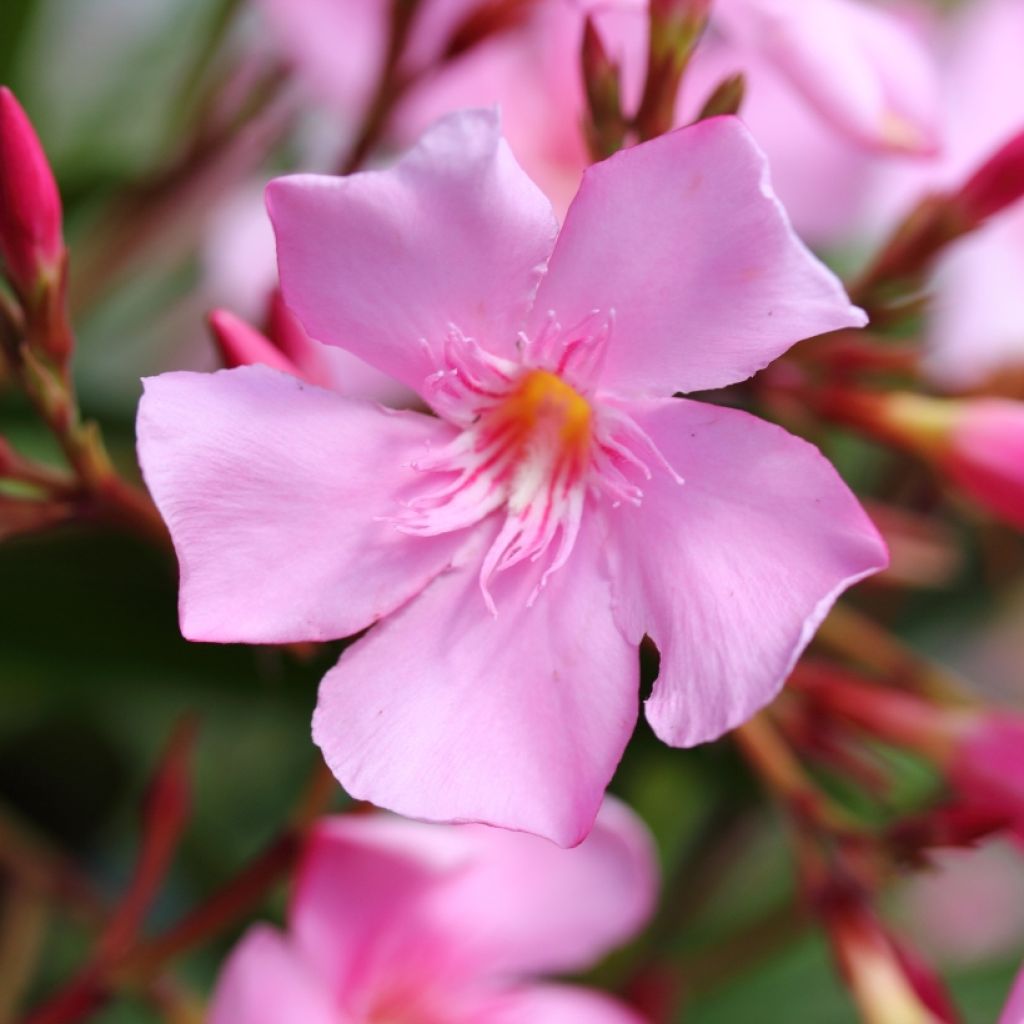 Nerium oleander - Oleandro