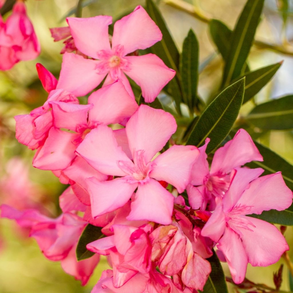 Nerium oleander - Oleandro