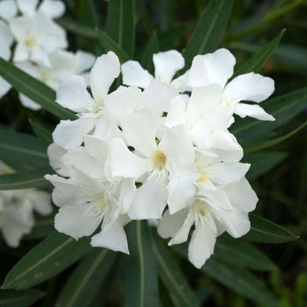 Nerium oleander Soeur Agnes - Oleandro