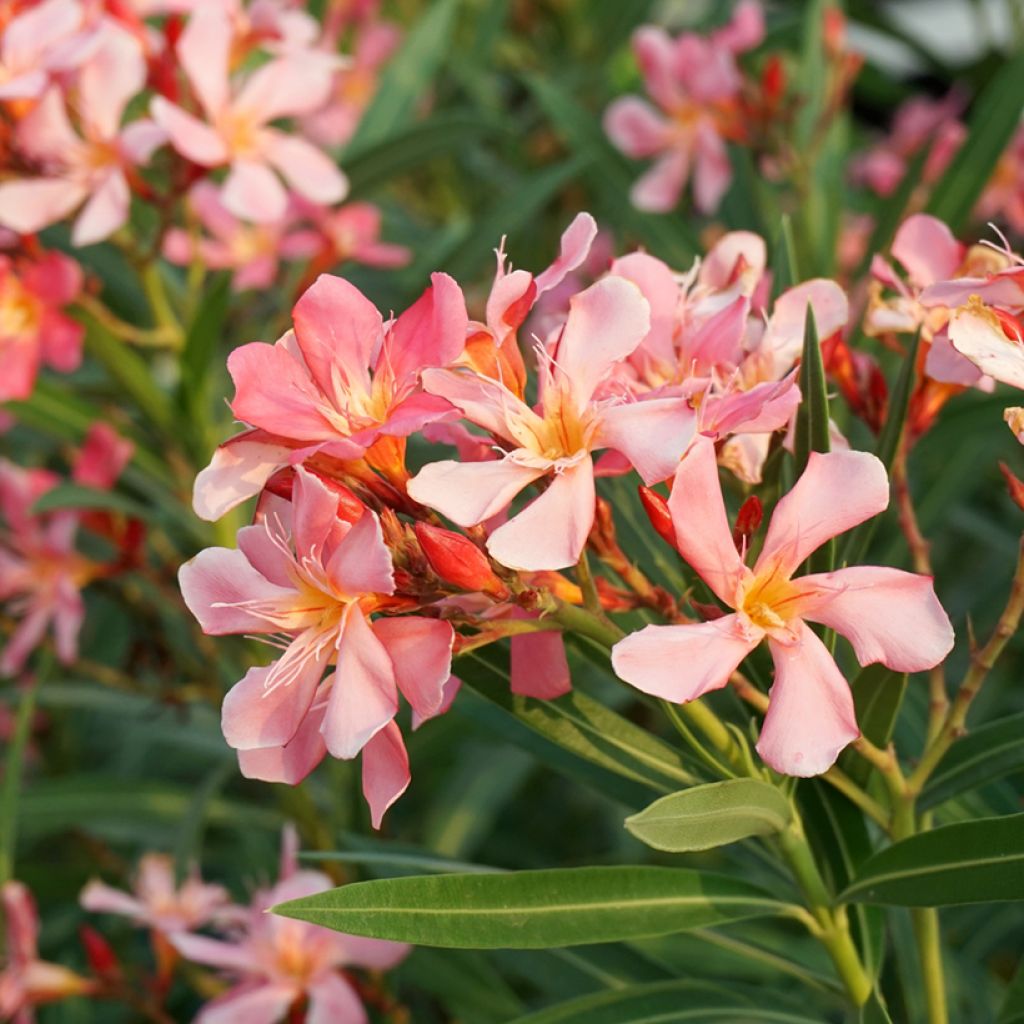 Nerium oleander Soleil Levant - Oleandro