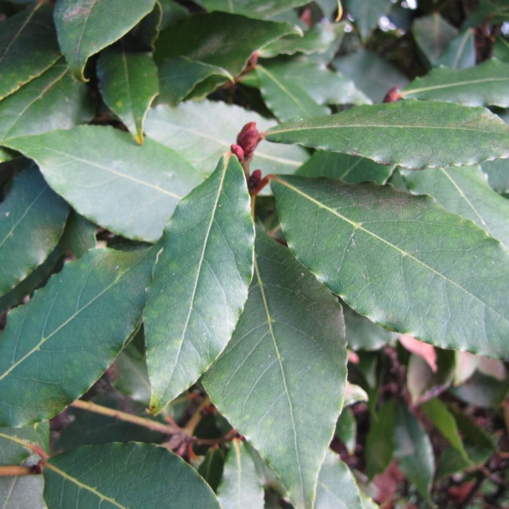 Laurus nobilis - Alloro