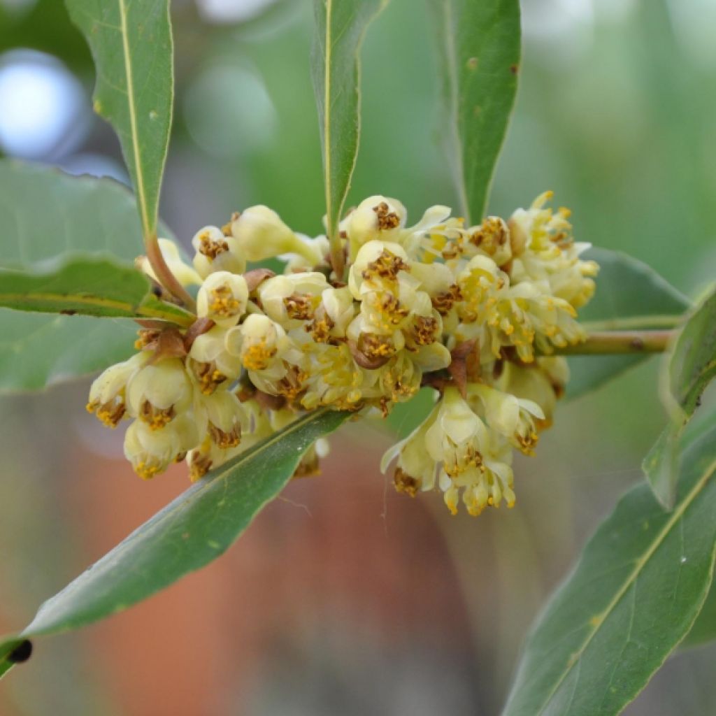 Laurus nobilis - Alloro