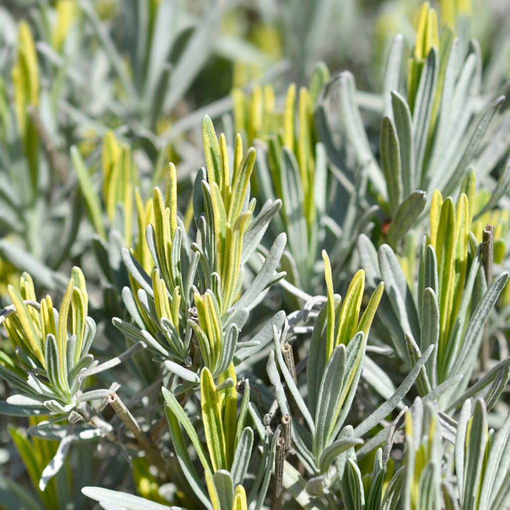 Lavandula intermedia Platinum Blonde - Lavandino