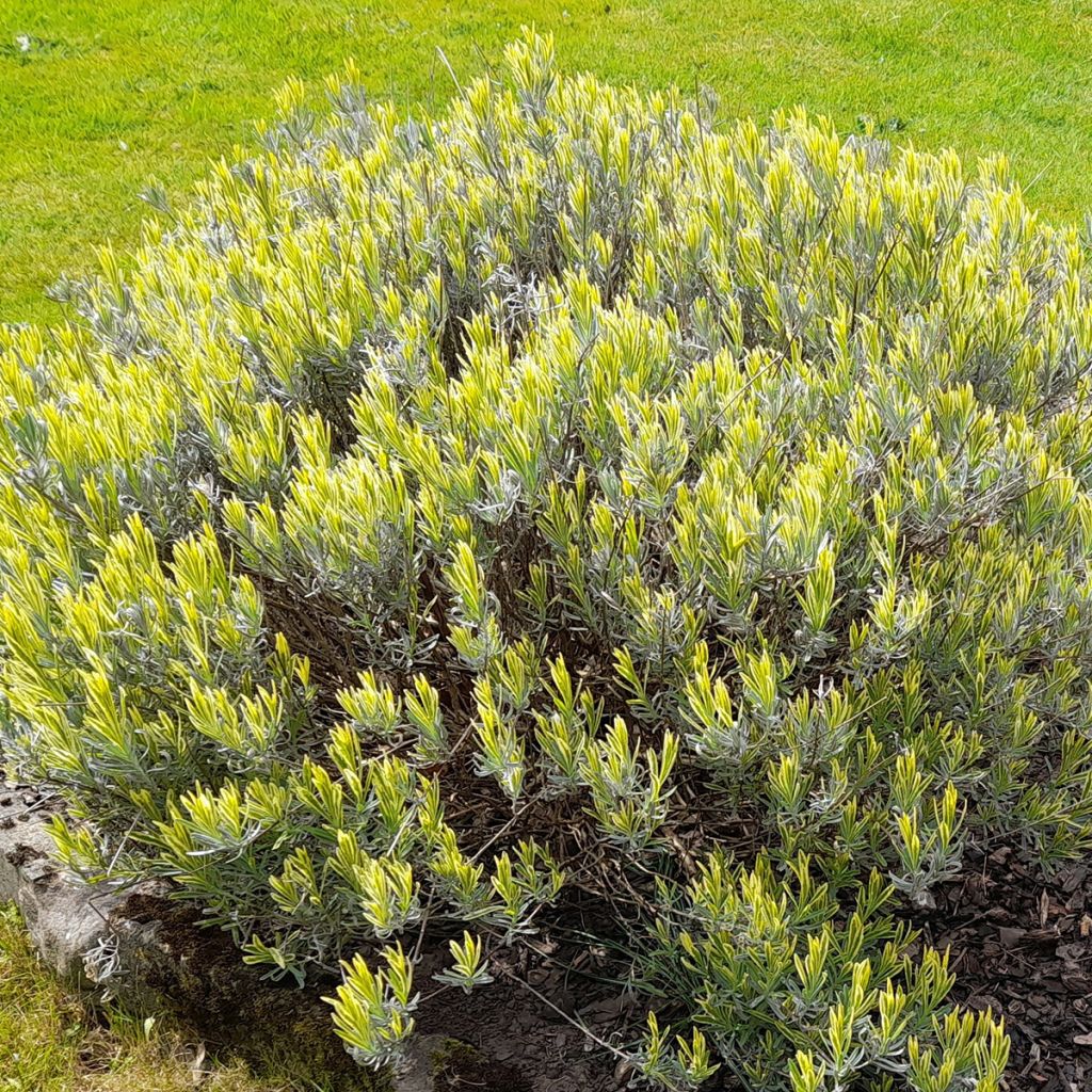 Lavandula intermedia Platinum Blonde - Lavandino