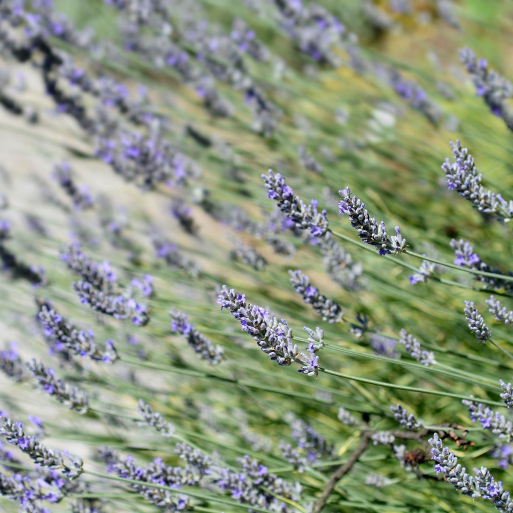 Lavandula intermedia Platinum Blonde - Lavandino