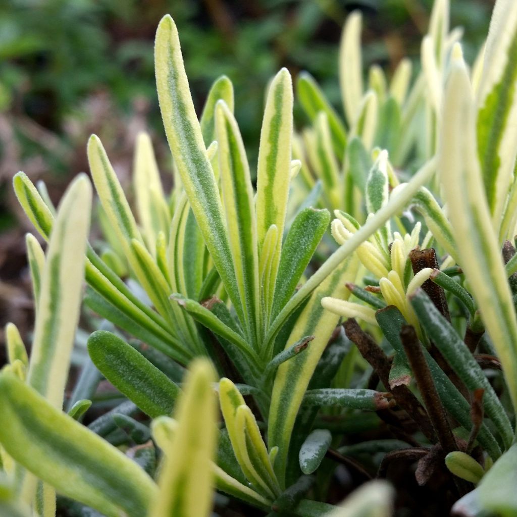 Lavandula intermedia Platinum Blonde - Lavandino