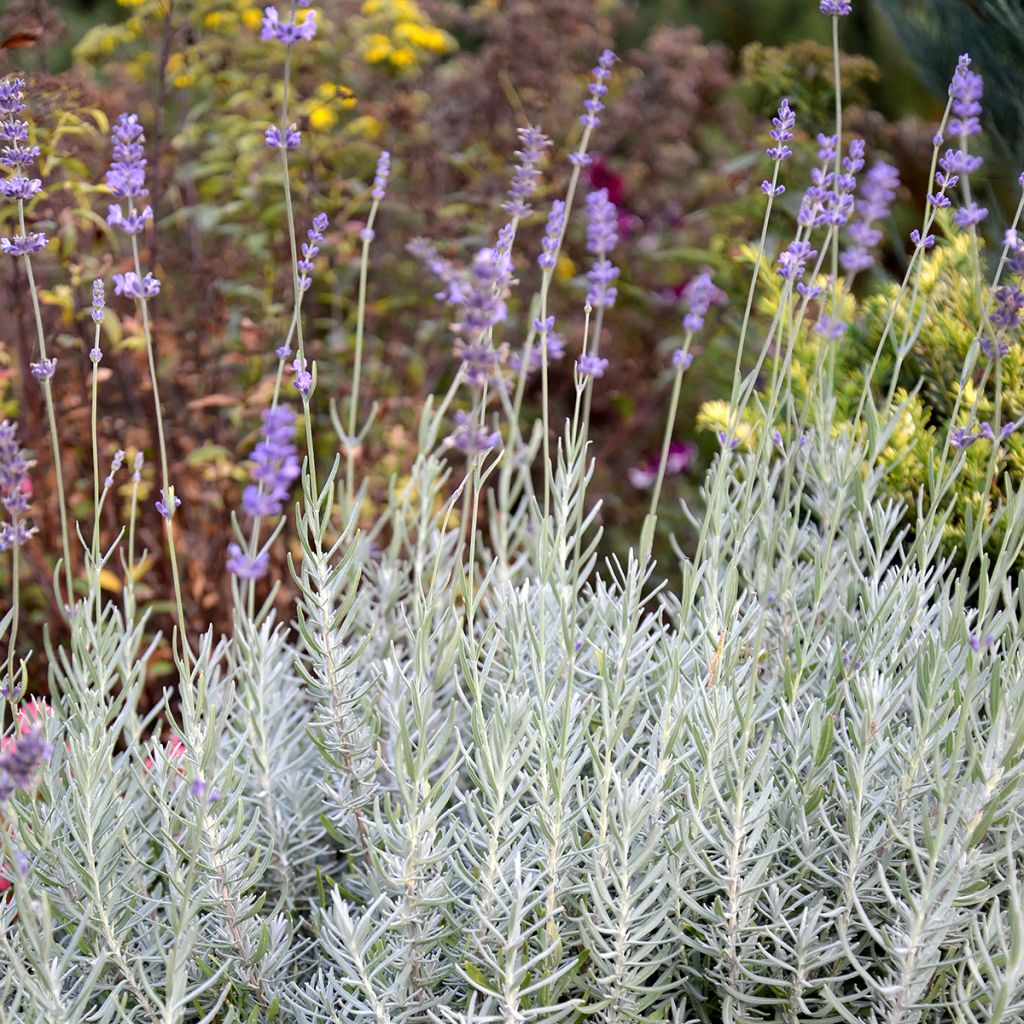 Lavandula Richard Gray - Lavanda