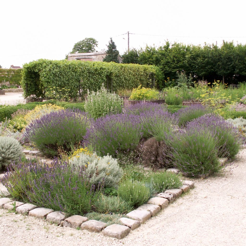 Lavandula officinalis - Lavanda