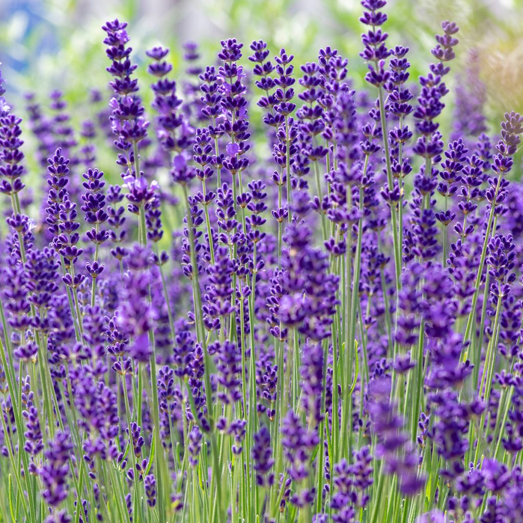 Lavandula vera - angustifolia - Lavanda