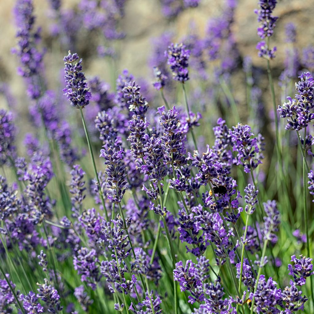 Lavandula angustifolia Munstead - Lavanda vera