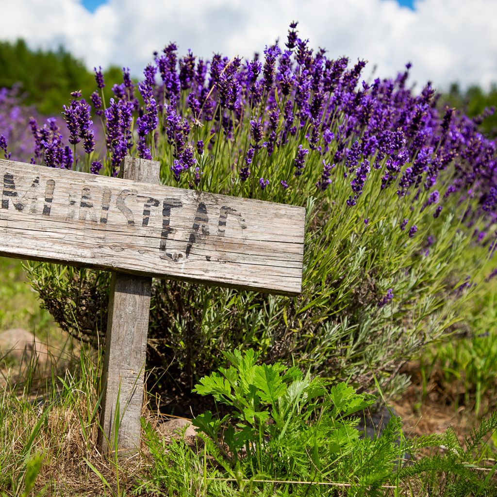 Lavandula angustifolia Munstead - Lavanda vera