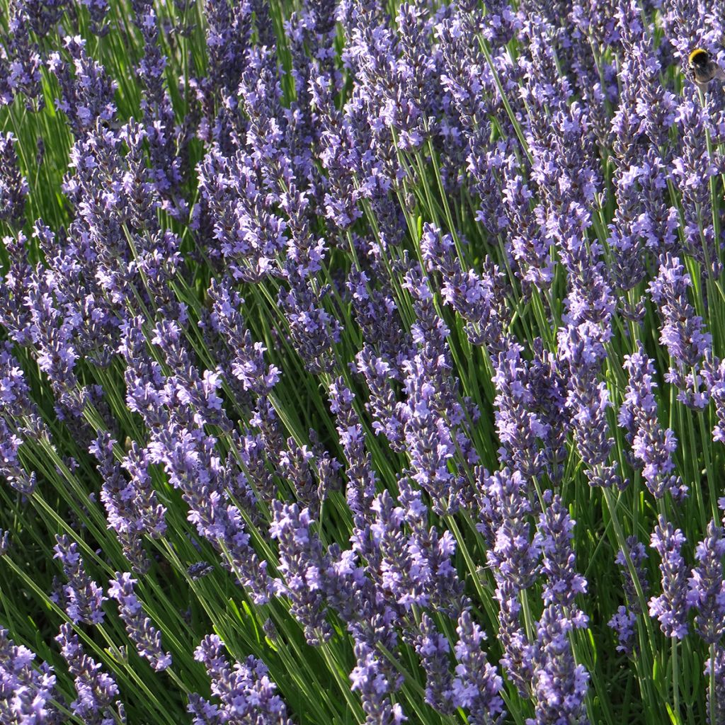 Lavandula intermedia Grosso - Lavandino