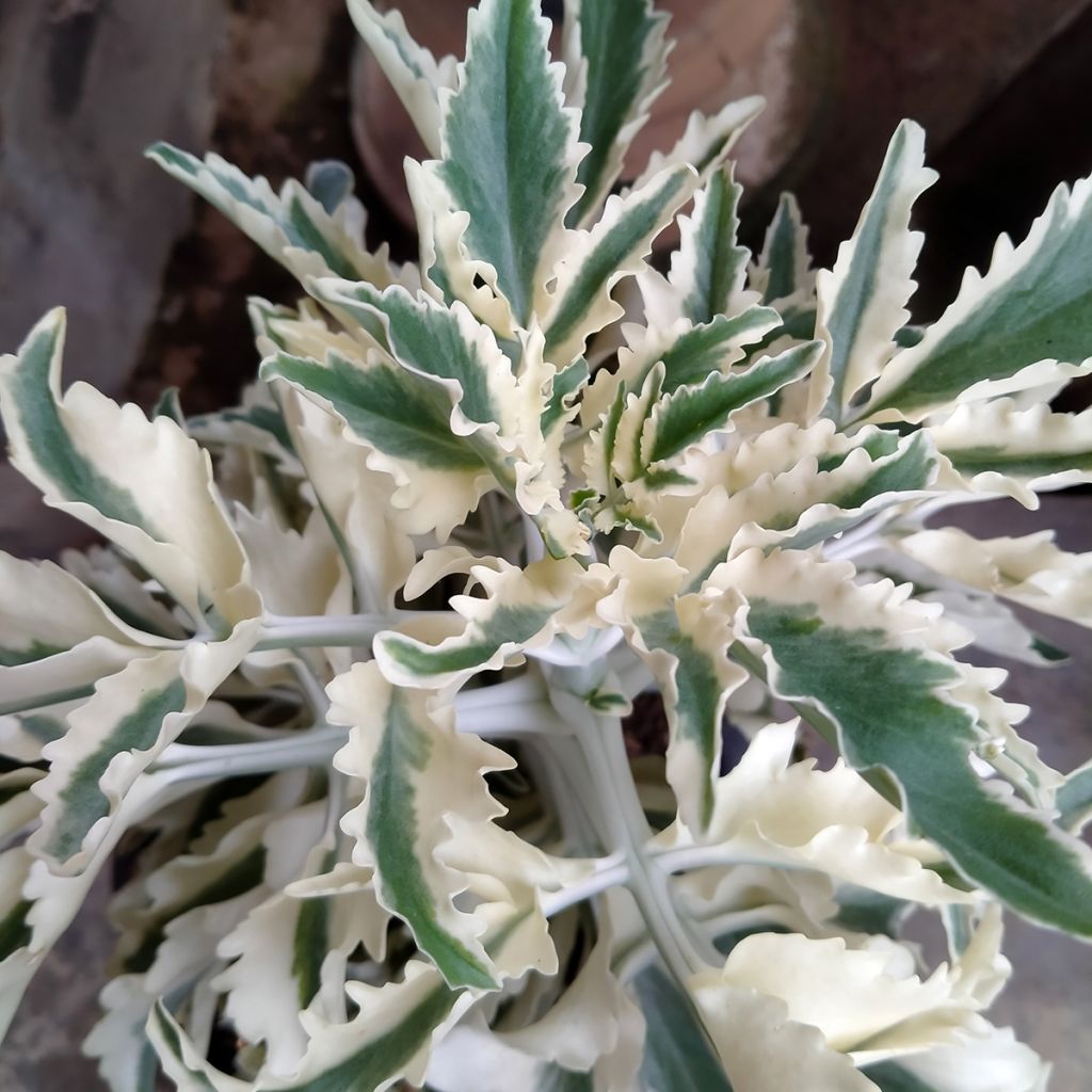 Lavandula Meerlo - Lavanda