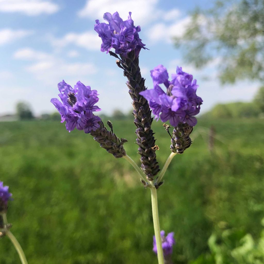 Lavandula pinnata var. Pinnata - Lavande pennée de Canaries