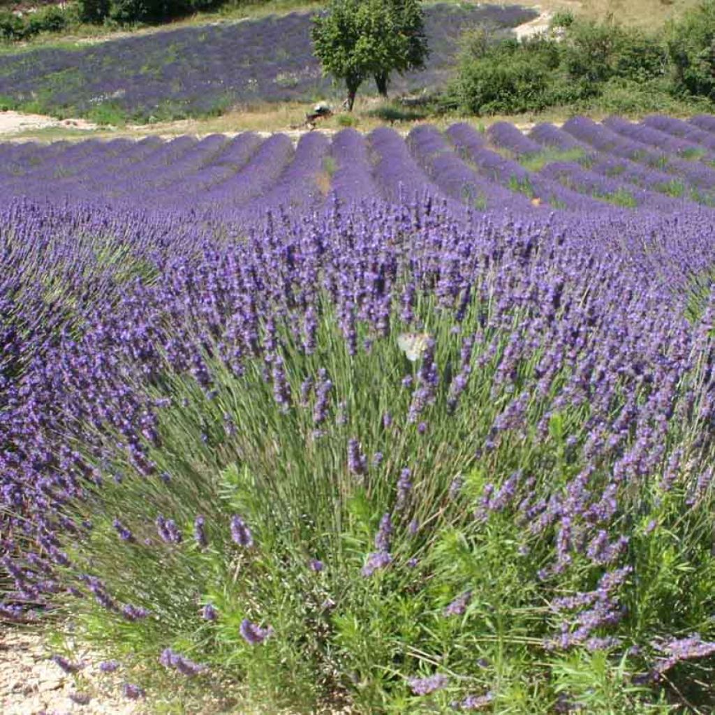 Lavandula officinalis - Lavanda