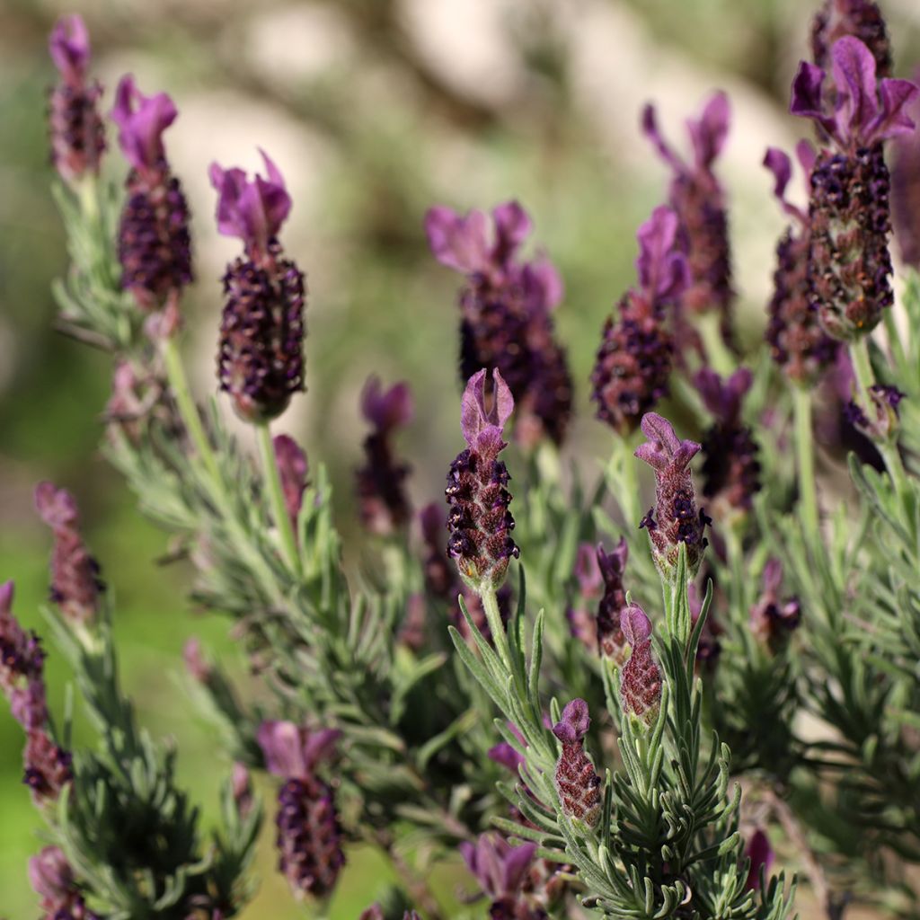 Lavandula stoechas Bandera Deep Purple - Lavanda selvatica