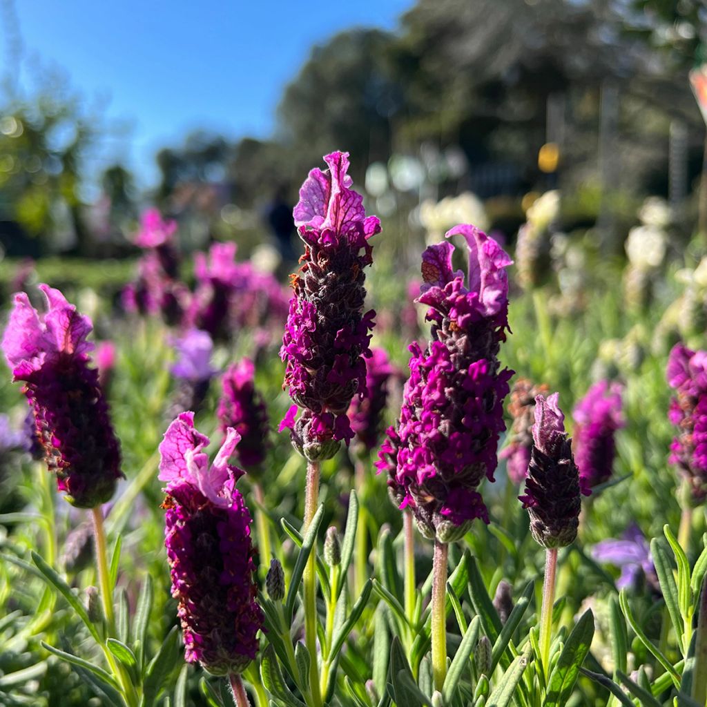 Lavandula stoechas Bandera Deep Purple - Lavanda selvatica