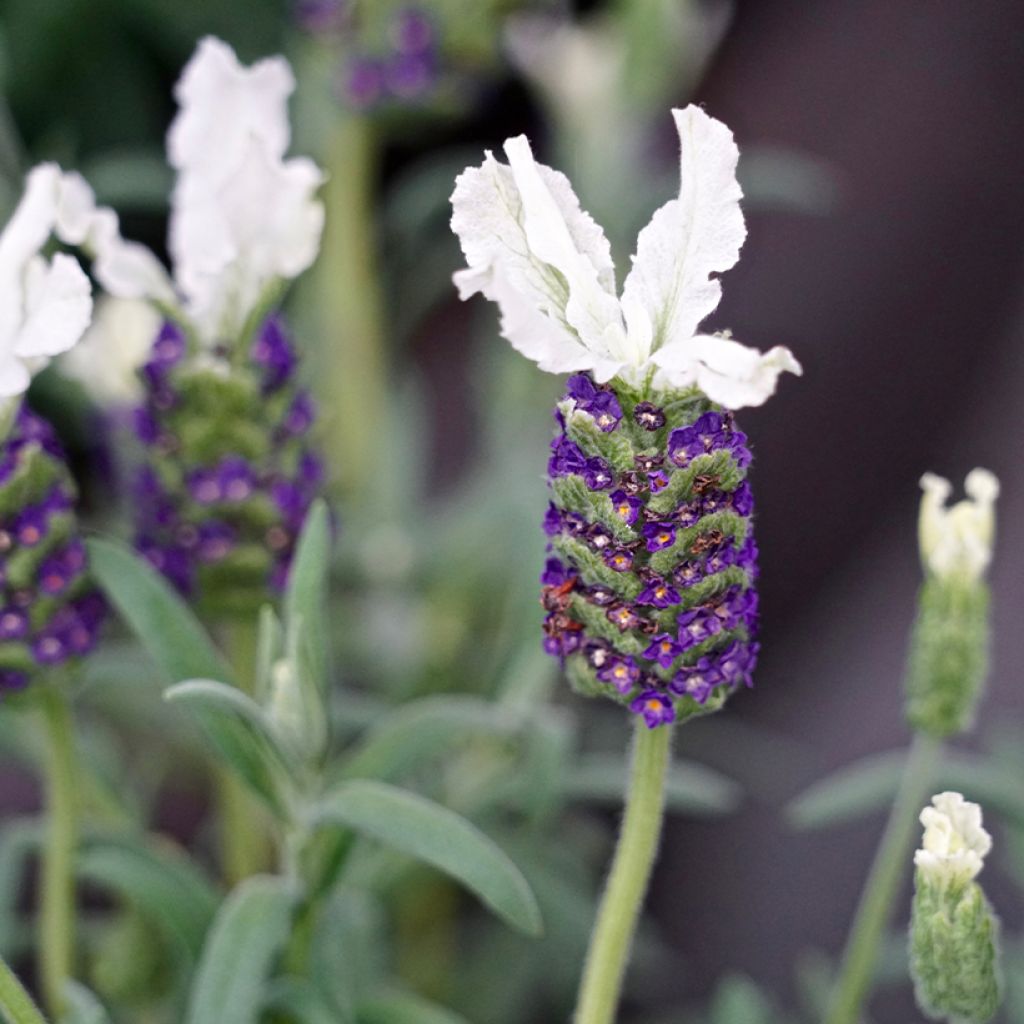 Lavandula stoechas Bandera White - Lavanda selvatica