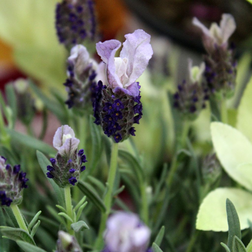 Lavandula stoechas Madrid Purple