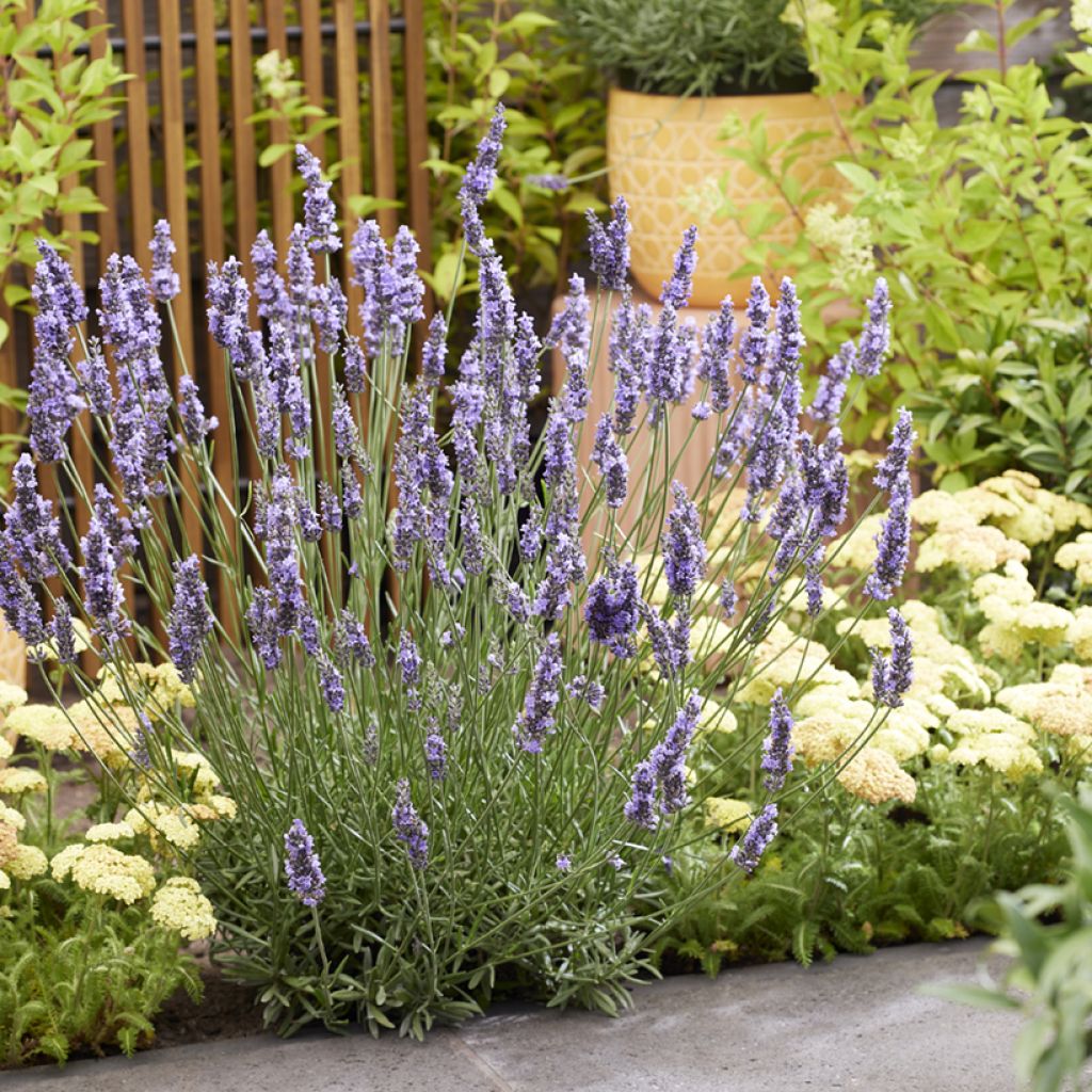 Lavandula intermedia Sensational! - Lavandino