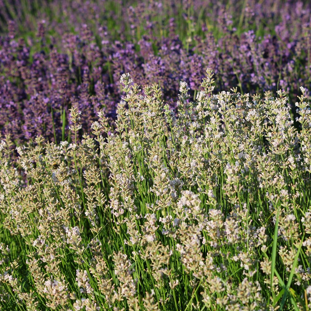 Lavandula angustifolia Rosea - Lavanda vera