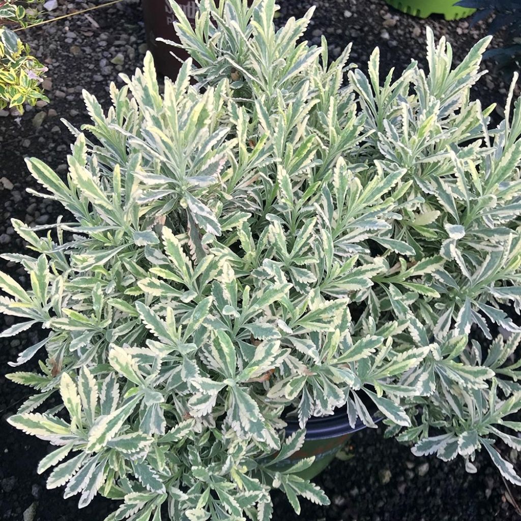 Lavandula Meerlo - Lavanda