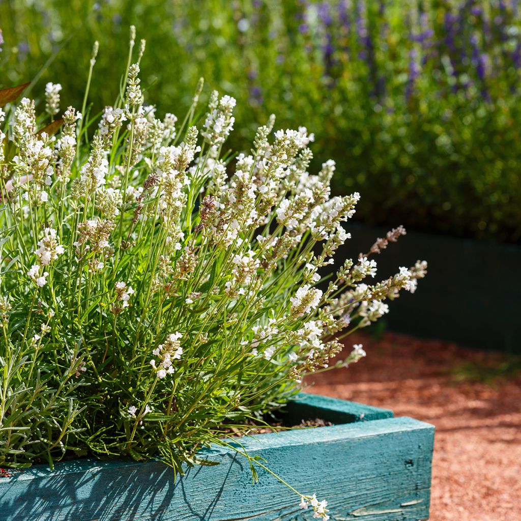 Lavandula angustifolia Hidcote White - Lavanda vera