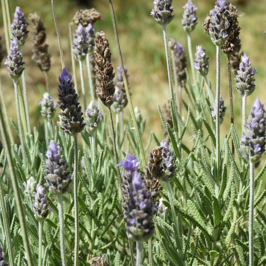 Lavandula dentata - Lavanda dentata