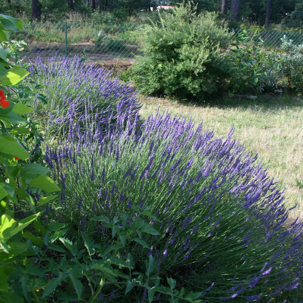 Lavande hybride, Lavandin - Lavandula intermedia Grosso