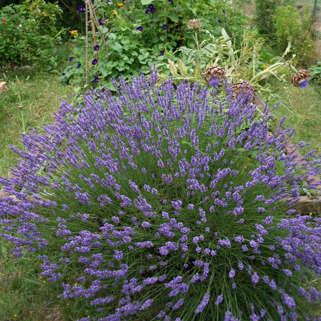 Lavande hybride, Lavandin - Lavandula intermedia Grosso