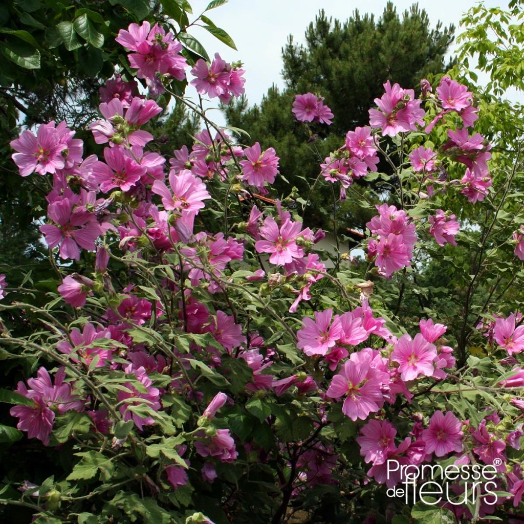 Lavatera olbia Rosea