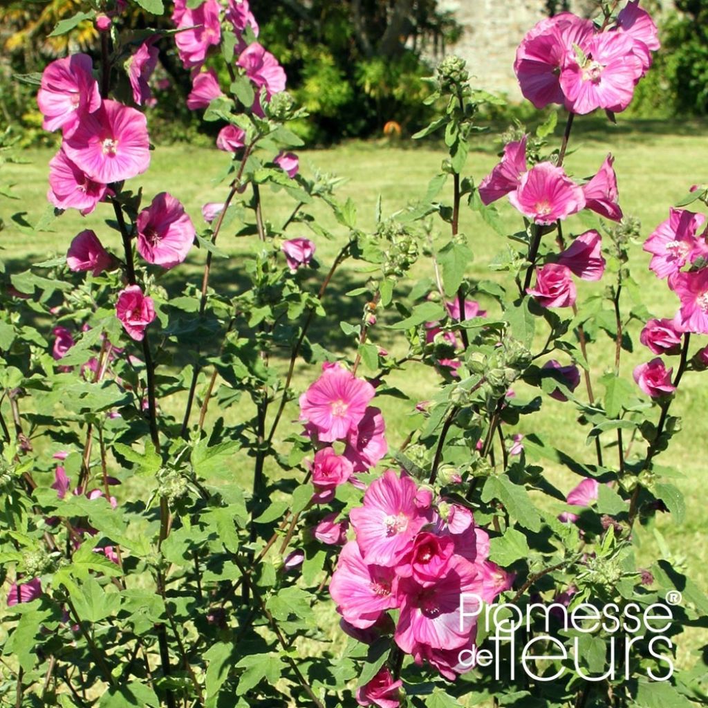 Lavatera thuringiaca Bredon Springs