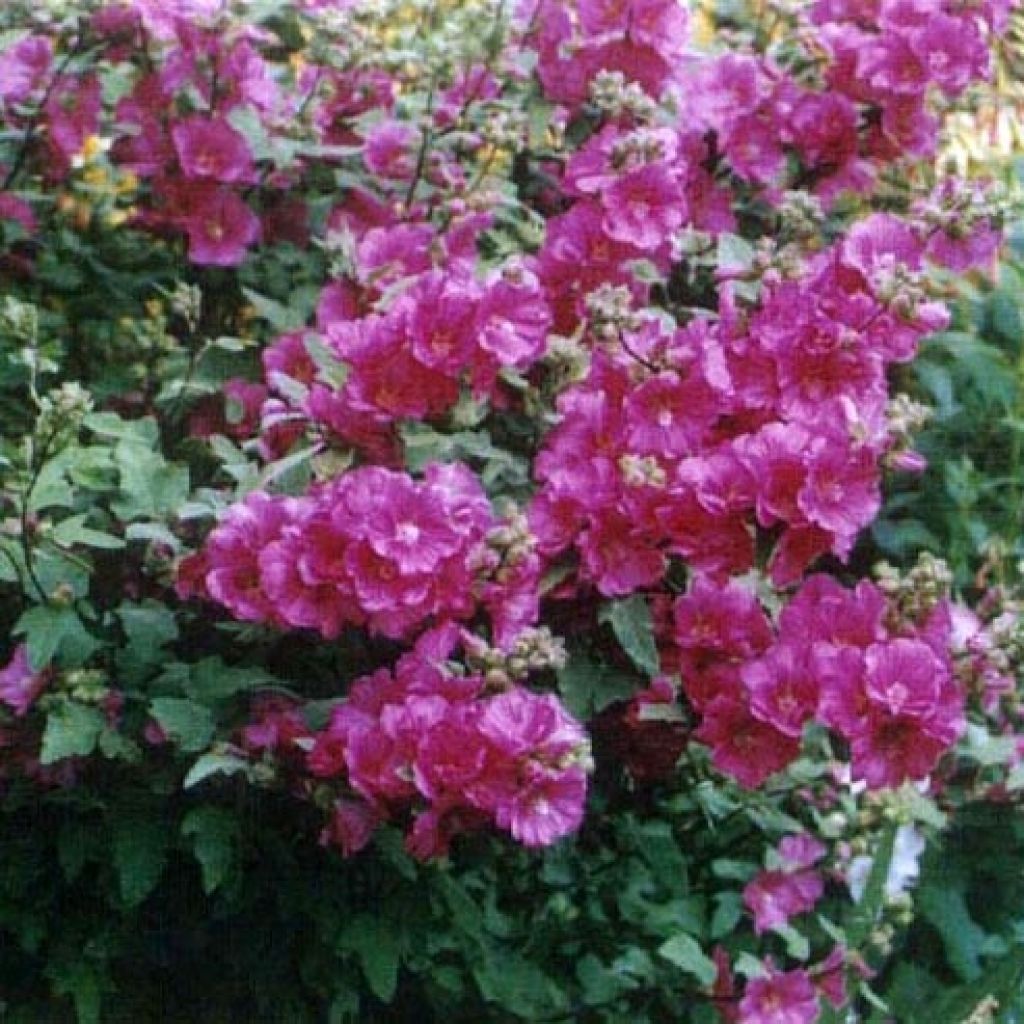 Lavatera thuringiaca Red Rum - Lavatère arbustive