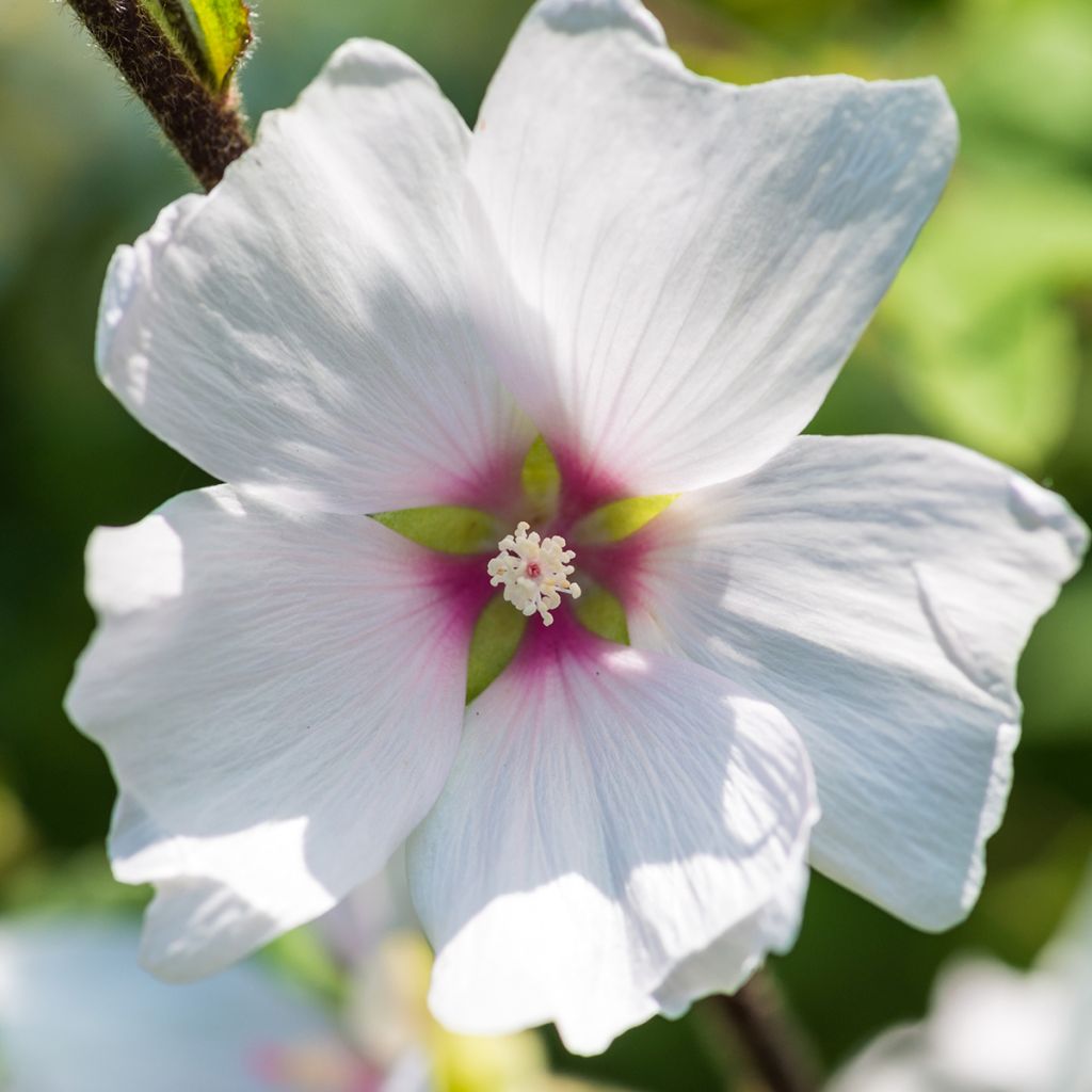 Lavatera Barnsley Baby