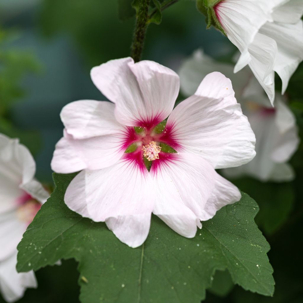 Lavatera Blushing Bride