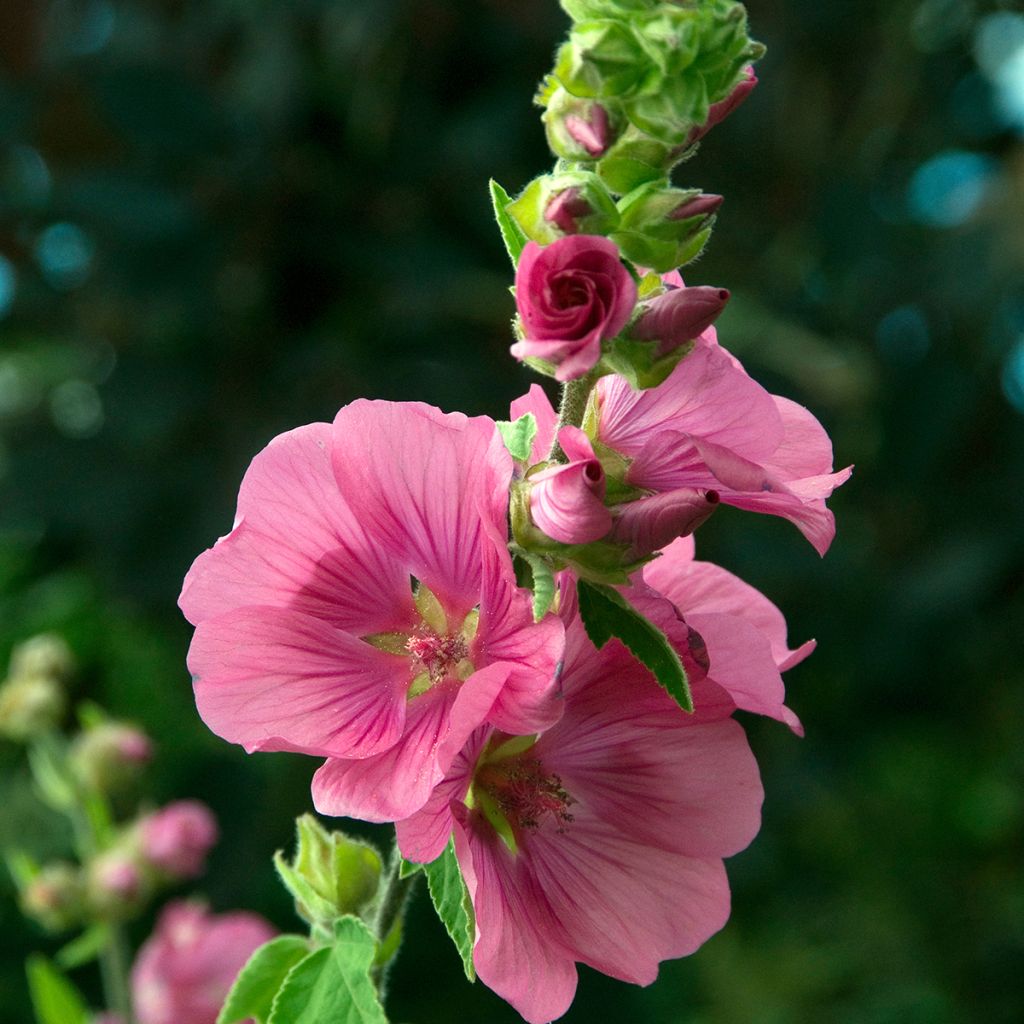 Lavatera Burgundy Wine