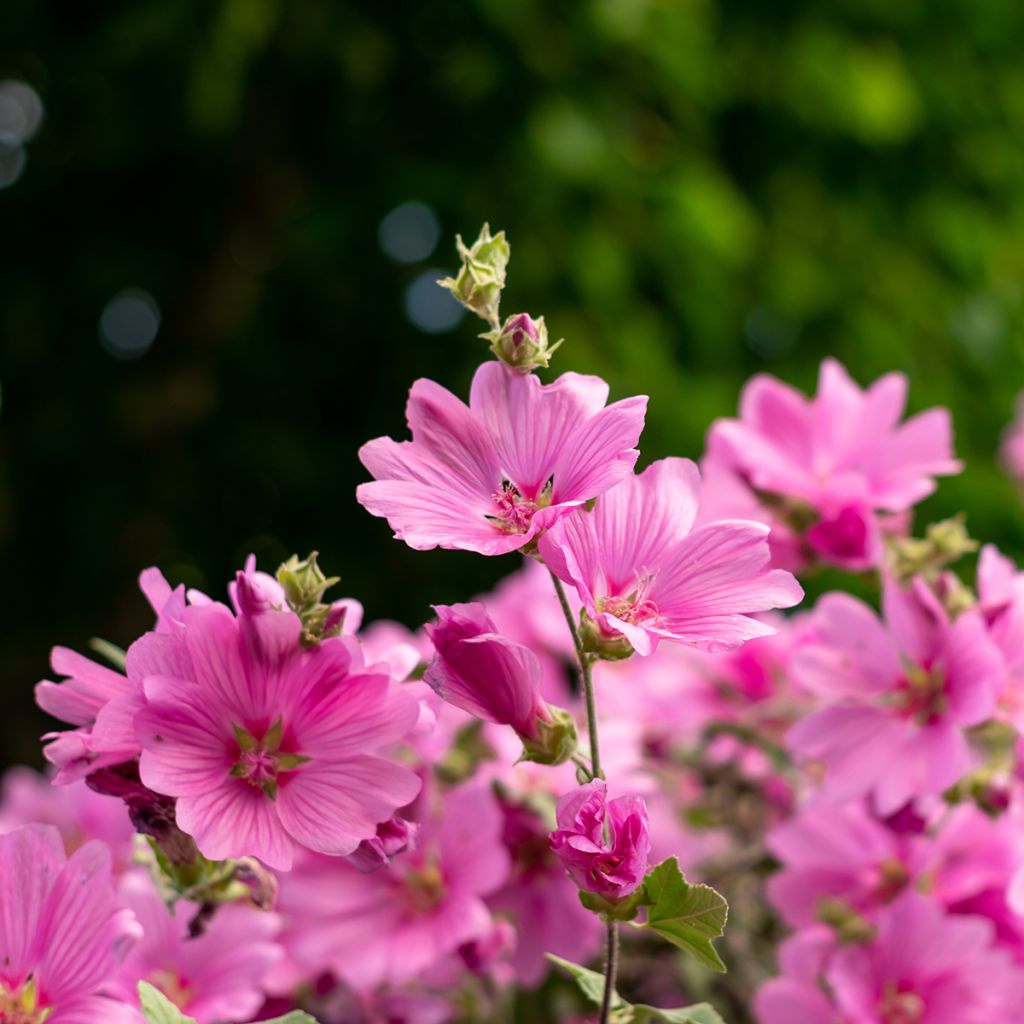 Lavatera olbia Rosea