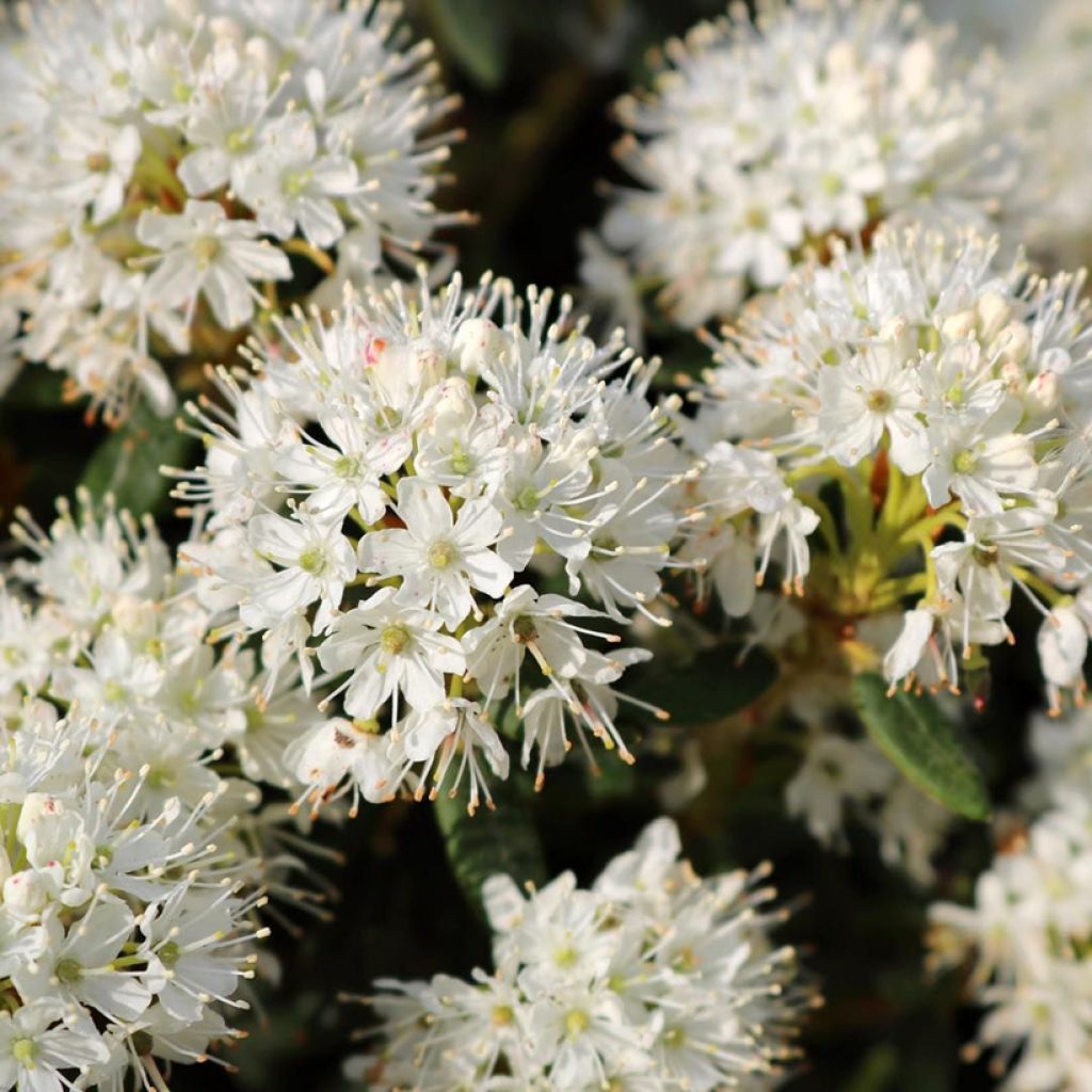 Ledum groenlandicum Compactum